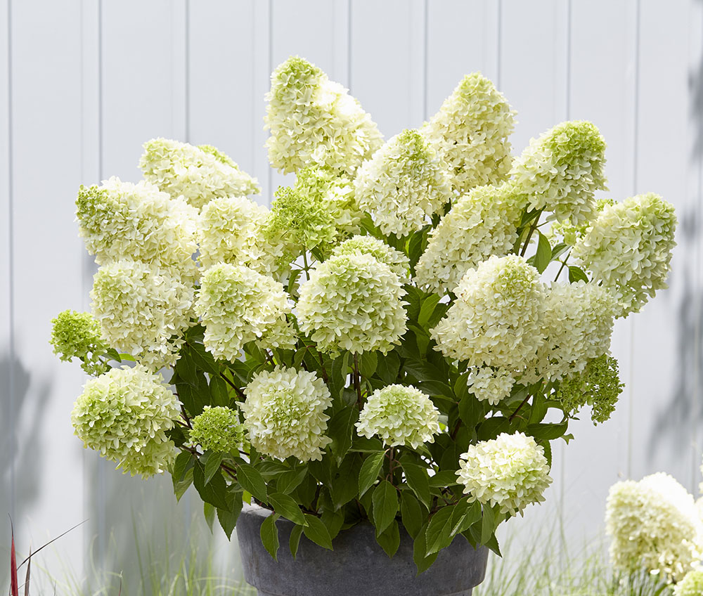 Aedhortensia 'Skyfall'