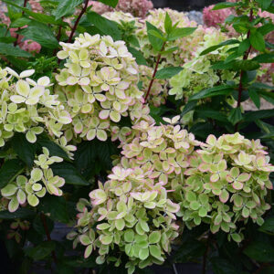 Aedhortensia 'Pastelgreen'