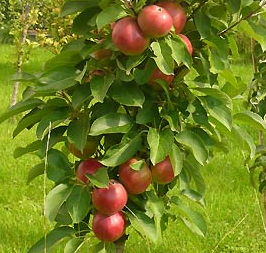 Sammasõunapuu 'Ilma'