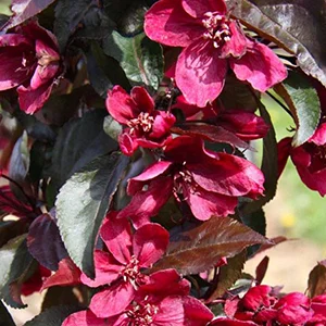 Iluõunapuu 'Royalty'