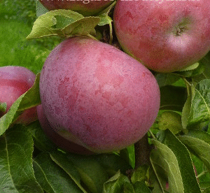 Sammasõunapuu 'Inese'