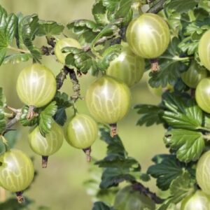 Aed-karusmari 'Invicta'