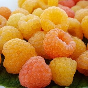 Aedvaarikas 'Jantar'