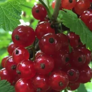 Punane sõstar 'Jonkheer van Tets'