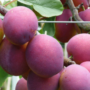 Aed-ploomipuu 'Jubileum'