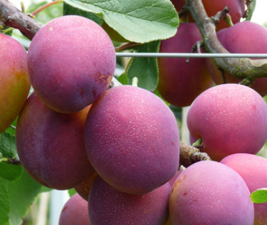 Aed-ploomipuu 'Jubileum'