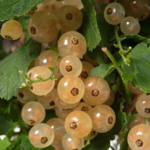 Valge sõstar 'Weiße aus Jüterbog'