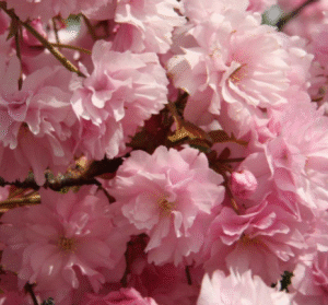 Peensaagjas kirsipuu 'Kanzan'