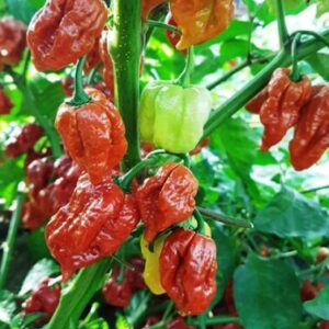 Kariibi paprika 'Trinidad Scorpion Moruga Caramel'
