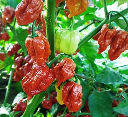 Kariibi paprika 'Trinidad Scorpion Moruga Caramel'