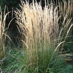 Teravaõiene kastik 'Karl Foerster'