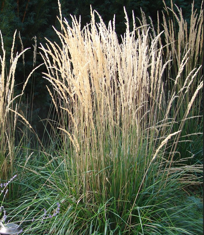 Teravaõiene kastik 'Karl Foerster'