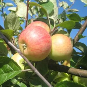 Õunapuu 'Konfetnoje'