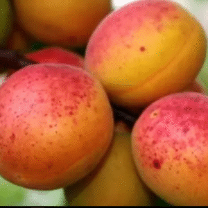 Harilik aprikoosipuu 'Krasnosciokij'