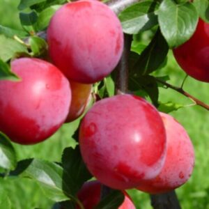 Haraline ploomipuu 'Kubanskaja Kometa'