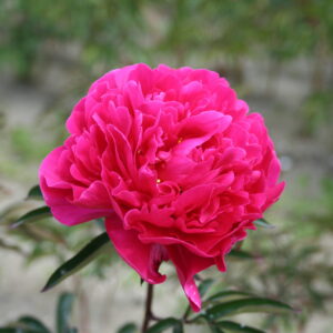 Pojeng 'Red Sarah Bernhardt' (Fiona)