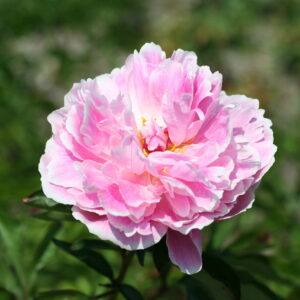 Pojeng 'Sarah Bernhardt'