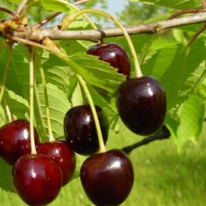 Maguskirss 'Leningradi must'