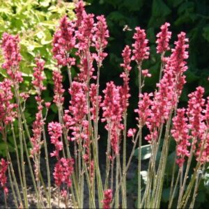 Verev helmikpööris 'Leuchtkäfer'