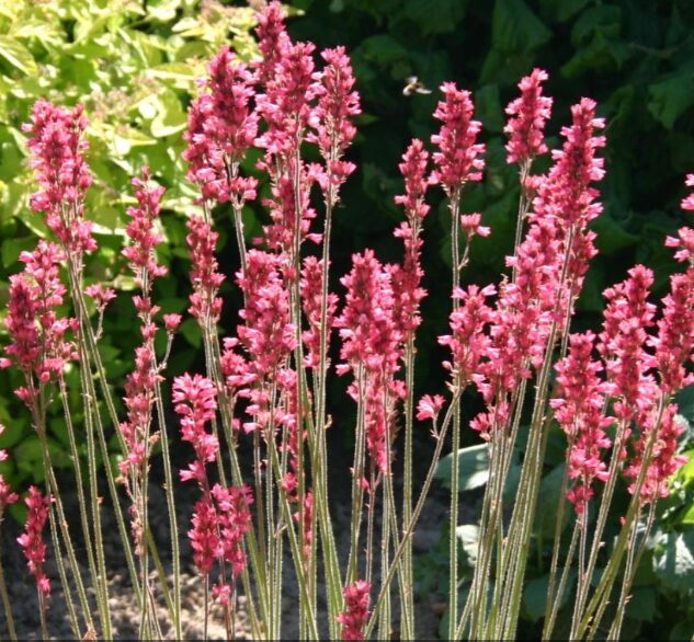 Verev helmikpööris 'Leuchtkäfer'