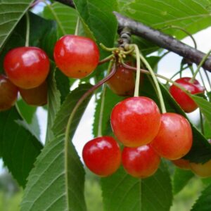 Maguskirss 'Madissoni roosa'