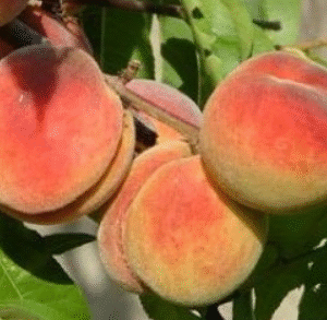 Harilik virsikupuu 'Maira'