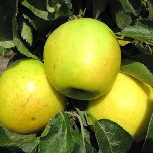 Sammasõunapuu 'Maliucha'