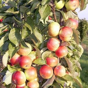 Sammasõunapuu 'Mango'