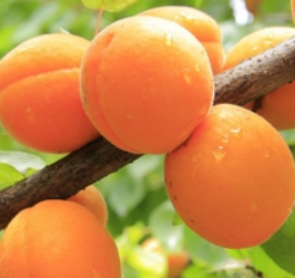 Harilik aprikoosipuu 'Medumi'