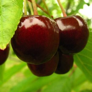 Maguskirss 'Meelika'