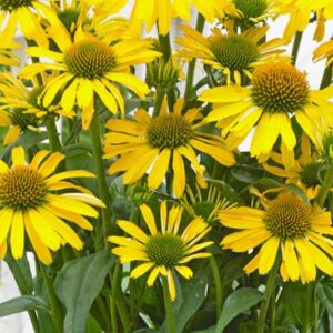 Purpur-siilkübar 'Mellow Yellows'