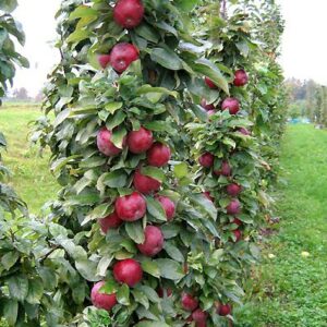 Sammasõunapuu 'Moskovskoje ožerelje'