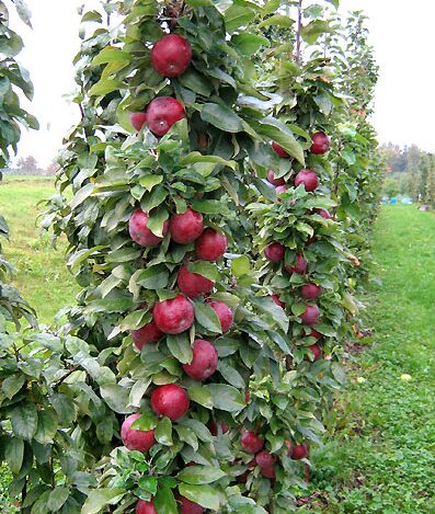 Sammasõunapuu 'Moskovskoje ožerelje'