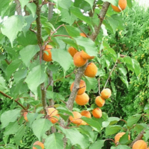 Harilik aprikoosipuu 'Moscow Big'