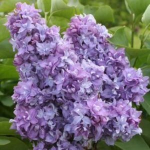 Harilik sirel 'Niebo Moskwy'