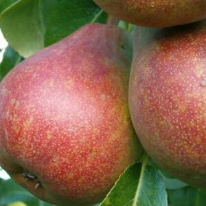 Harilik pirnipuu 'Mramornaja'