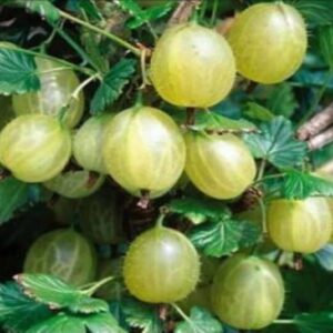 Aed-karusmari 'Mucurines'