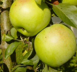 Sammasõunapuu 'Nataliuška'