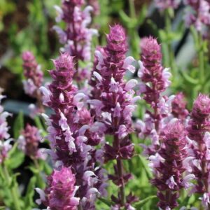 Metssalvei 'New Dimensions Rose'