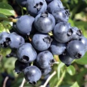 Poolkõrge mustikas 'North Blue'