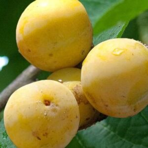 Aed-ploomipuu 'Ontario'