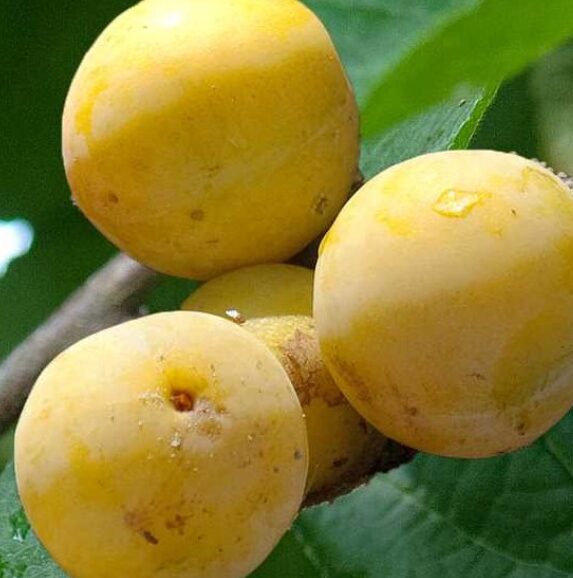 Aed-ploomipuu 'Ontario'