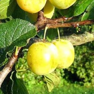 Aed-ploomipuu 'Oullinsi Renklood'