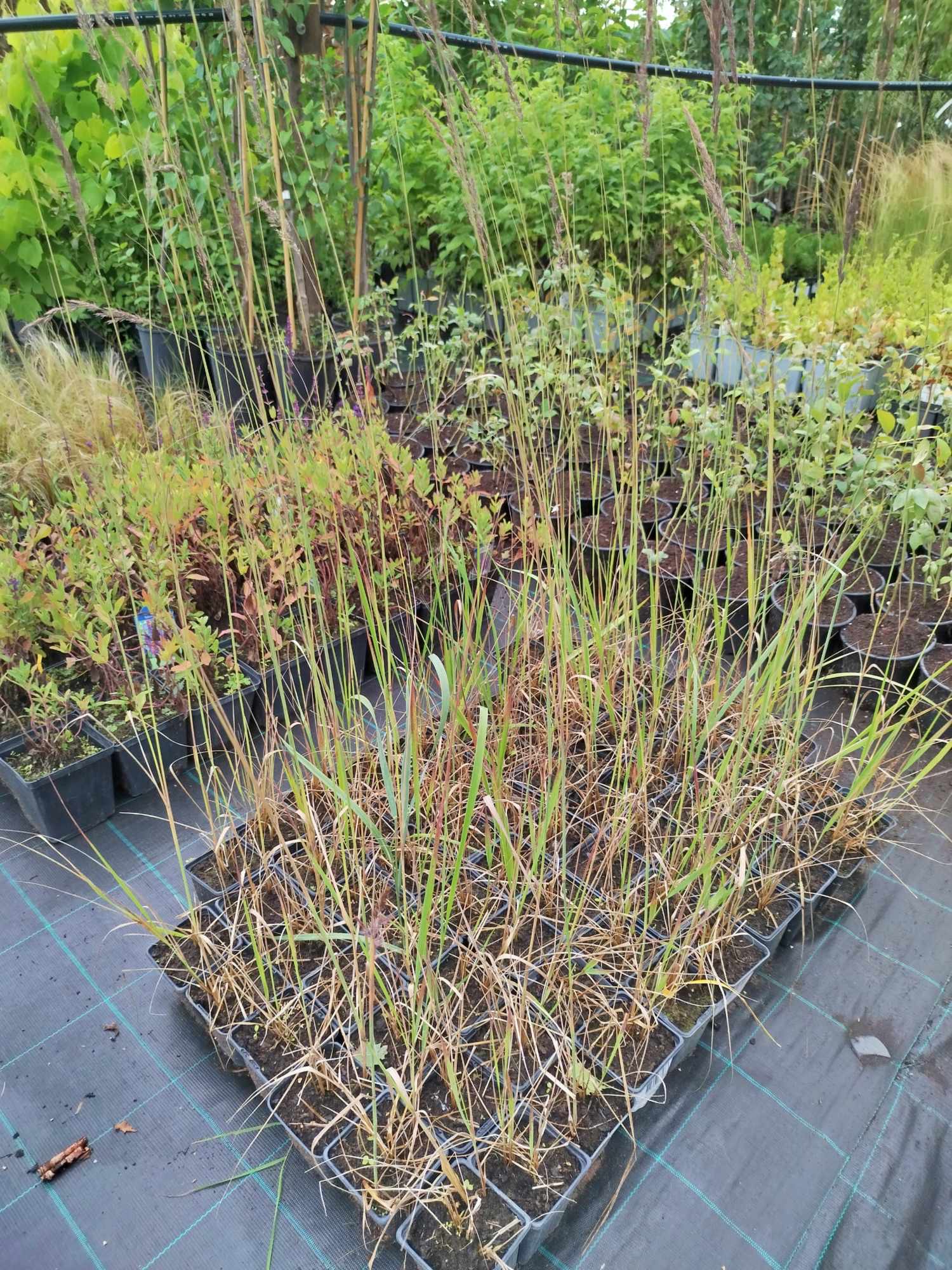 Teravaõiene kastik 'Karl Foerster' - Image 2