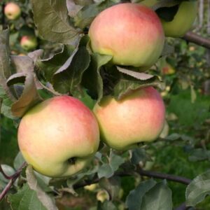 Õunapuu 'Orlovski Sinap'