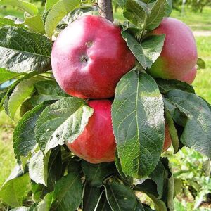 Sammasõunapuu 'Ostankino'