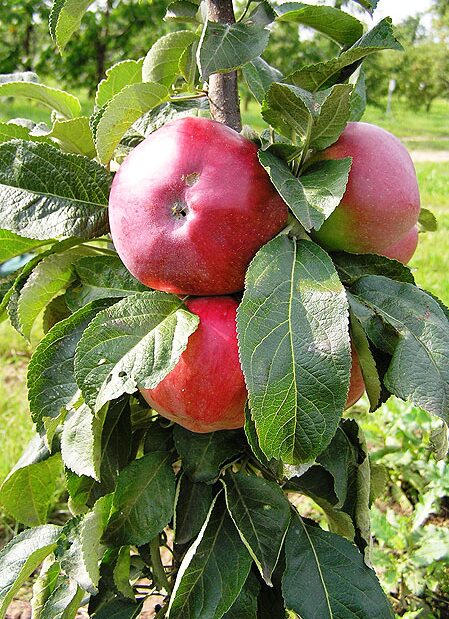 Sammasõunapuu 'Ostankino'