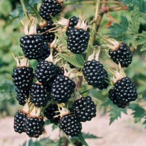 Aedmurakas / Pampel 'Thornfree'