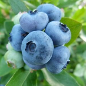 Kännasmustikas 'Patriot'