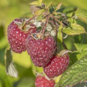 Aedvaarikas 'Polana'